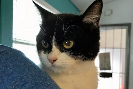 Cats in El Paso looking for their furr-ever homes
