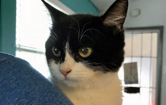 Cats in El Paso looking for their furr-ever homes