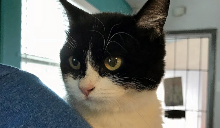 Cats in El Paso looking for their furr-ever homes