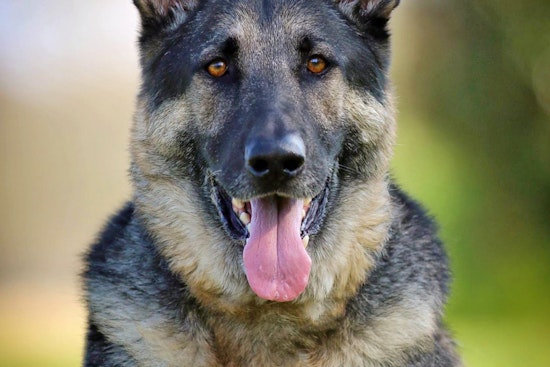 Dogs in Nashville looking for their furr-ever homes