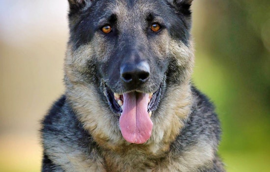 Dogs in Nashville looking for their furr-ever homes