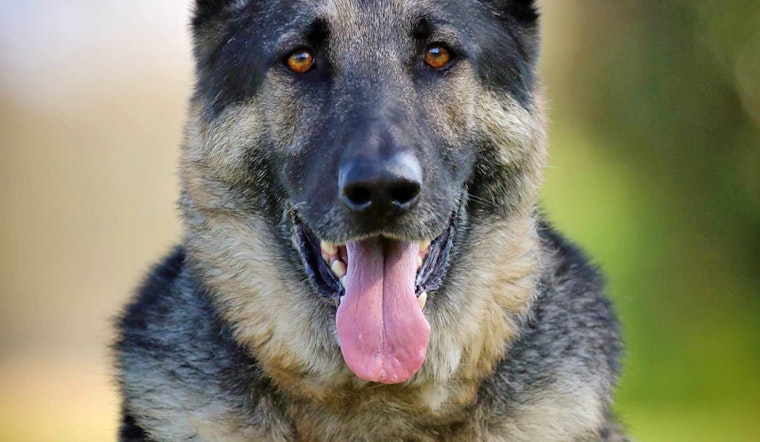 Dogs in Nashville looking for their furr-ever homes