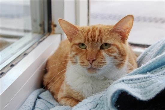 Cats in Columbus looking for their furr-ever homes