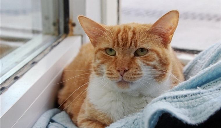Cats in Columbus looking for their furr-ever homes
