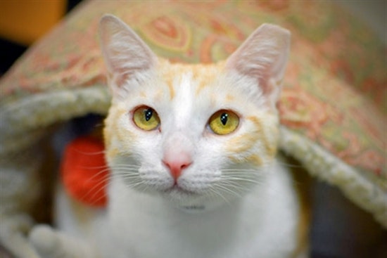 Cats in Portland looking for their furr-ever homes