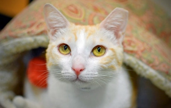 Cats in Portland looking for their furr-ever homes
