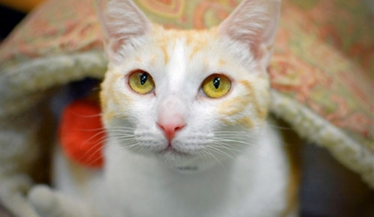 Cats in Portland looking for their furr-ever homes
