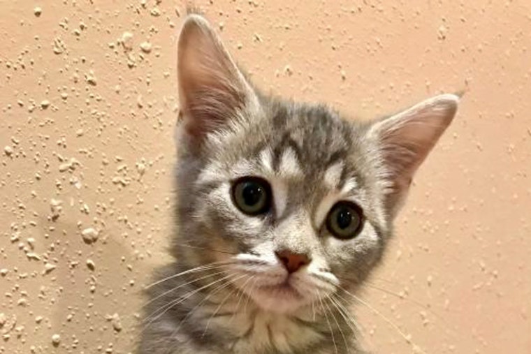 Kittens in Cincinnati looking for their furr-ever homes