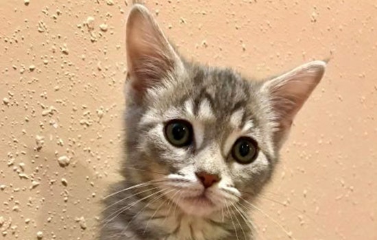 Kittens in Cincinnati looking for their furr-ever homes