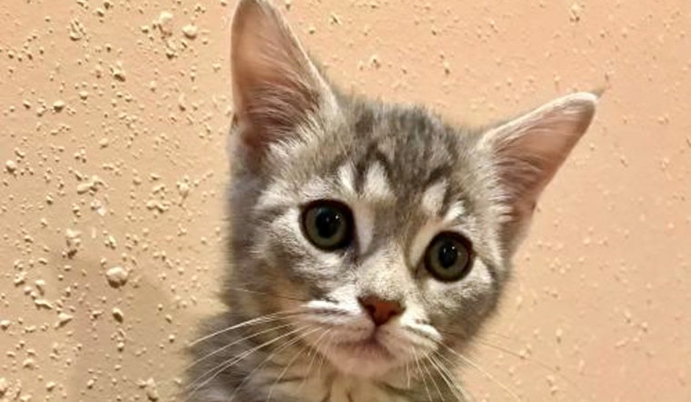 Kittens in Cincinnati looking for their furr-ever homes