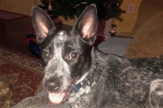 Puppies in New Orleans looking for their furr-ever homes