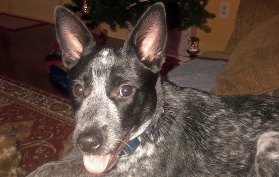 Puppies in New Orleans looking for their furr-ever homes