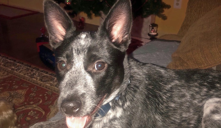 Puppies in New Orleans looking for their furr-ever homes