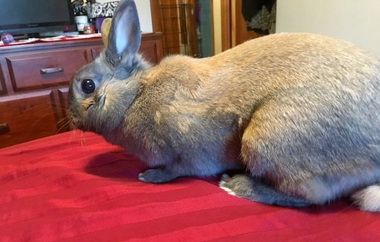 Rabbits in Philadelphia looking for their furr-ever homes