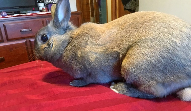 Rabbits in Philadelphia looking for their furr-ever homes
