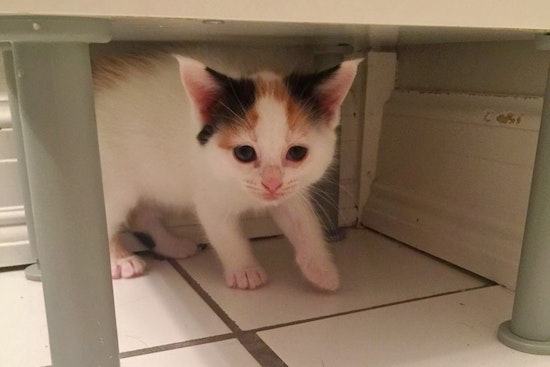 Kittens in Washington looking for their furr-ever homes