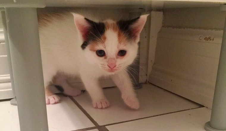 Kittens in Washington looking for their furr-ever homes