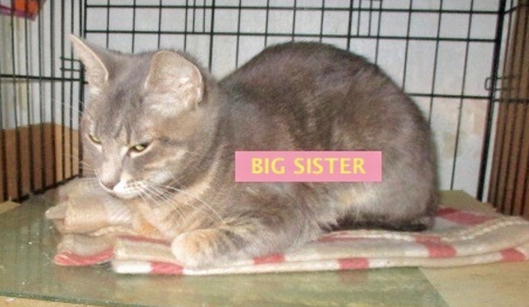 Cats in Detroit looking for their furr-ever homes