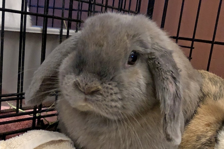 Rabbits in Los Angeles looking for their furr-ever homes