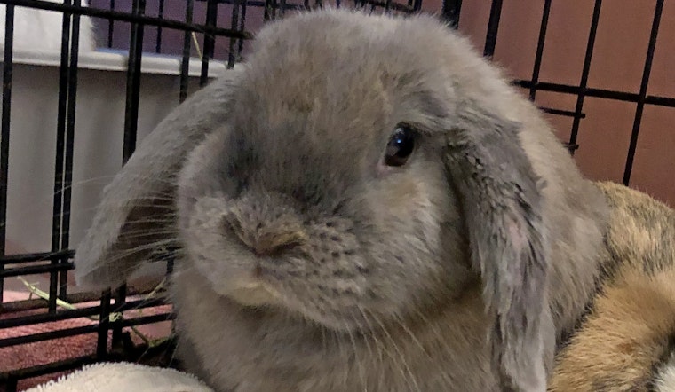 Rabbits in Los Angeles looking for their furr-ever homes