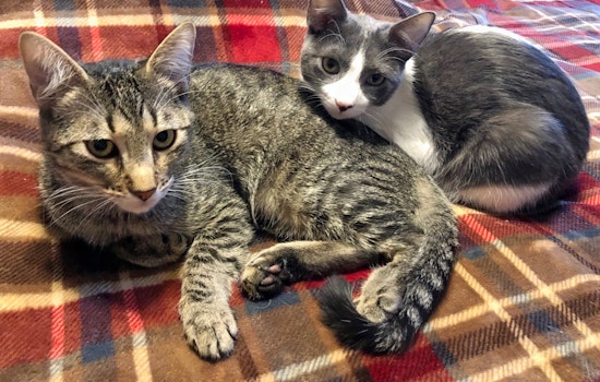 Kittens in Austin looking for their furr-ever homes