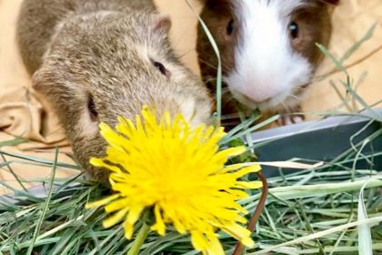 Purr-fect pets to adopt in and around Seattle