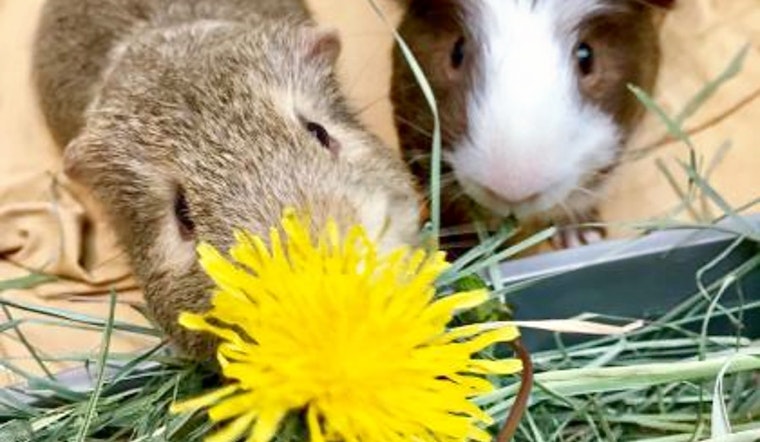 Purr-fect pets to adopt in and around Seattle