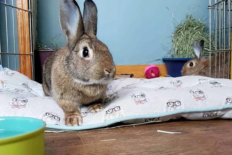 Rabbits in Pittsburgh looking for their furr-ever homes