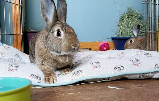 Rabbits in Pittsburgh looking for their furr-ever homes