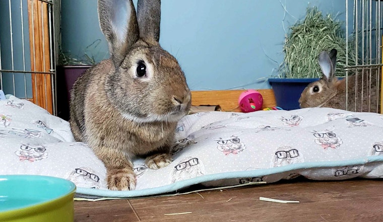 Rabbits in Pittsburgh looking for their furr-ever homes