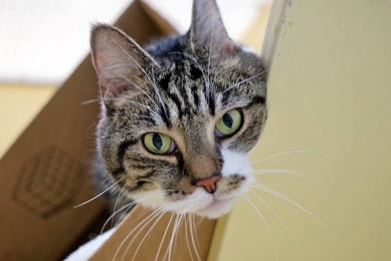 Cats in Boston looking for their furr-ever homes