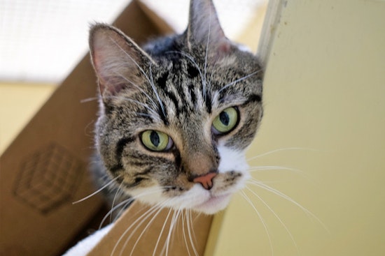 Cats in Boston looking for their furr-ever homes