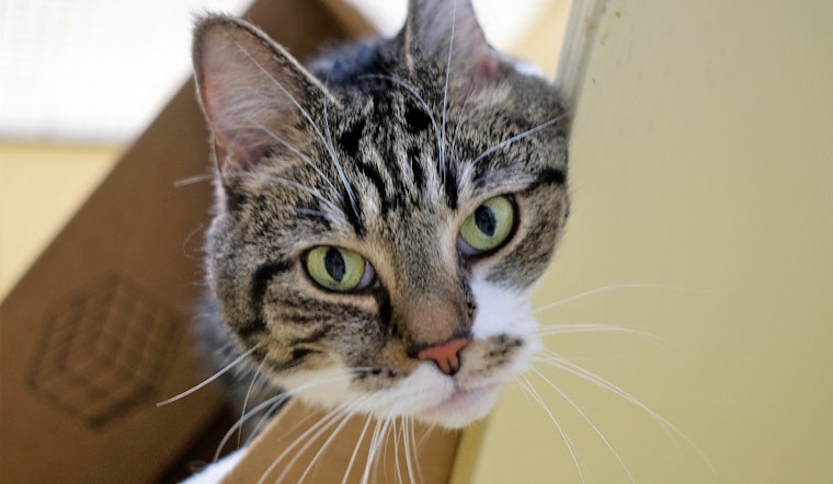 Cats in Boston looking for their furr-ever homes