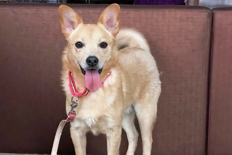 Puppies in San Jose looking for their furr-ever homes