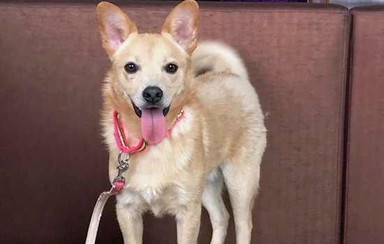 Puppies in San Jose looking for their furr-ever homes