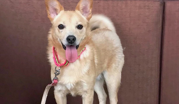 Puppies in San Jose looking for their furr-ever homes