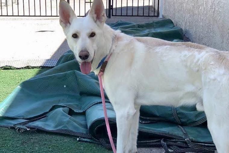 Dogs in Las Vegas looking for their furr-ever homes