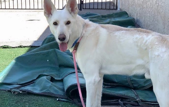 Dogs in Las Vegas looking for their furr-ever homes