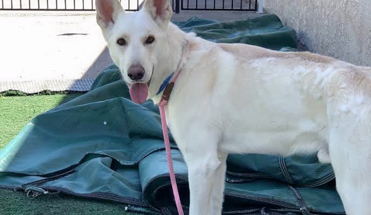 Dogs in Las Vegas looking for their furr-ever homes