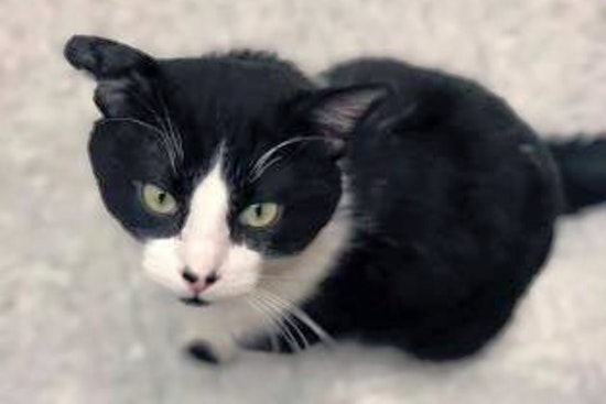 Cats in Kansas City looking for their furr-ever homes
