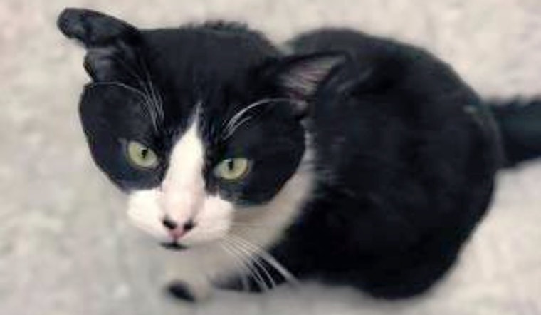 Cats in Kansas City looking for their furr-ever homes