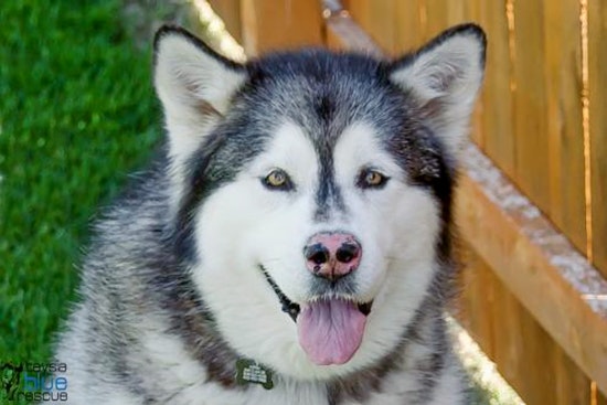 Dogs in Omaha looking for their furr-ever homes