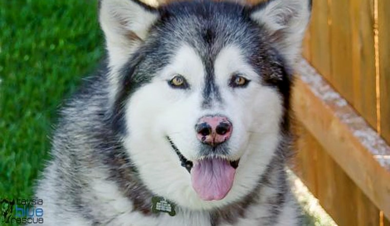 Dogs in Omaha looking for their furr-ever homes