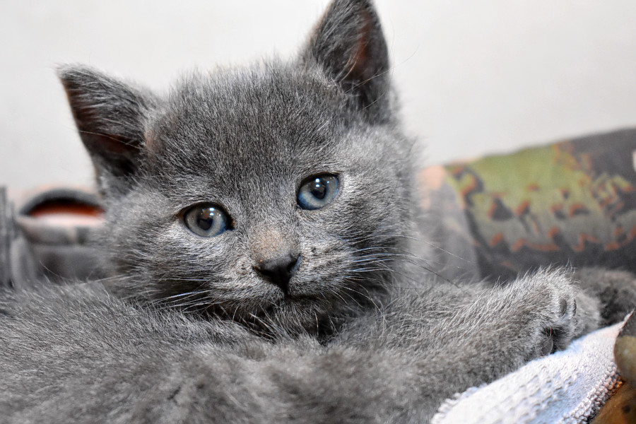 Kittens in Chicago looking for their furrever homes