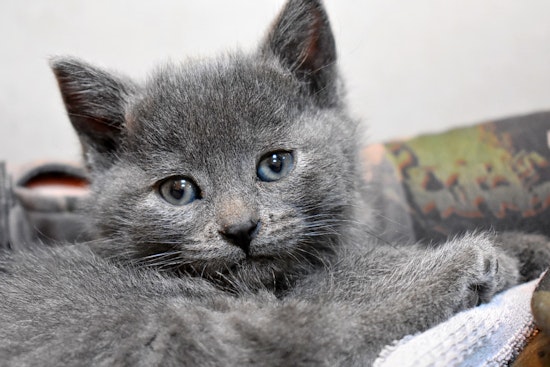 Kittens in Chicago looking for their furr-ever homes
