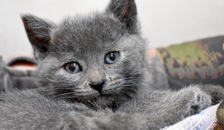 Kittens in Chicago looking for their furr-ever homes