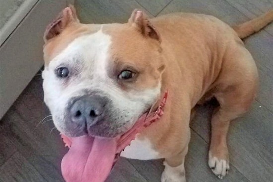 Dogs in Raleigh looking for their furr-ever homes