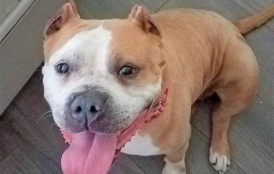 Dogs in Raleigh looking for their furr-ever homes