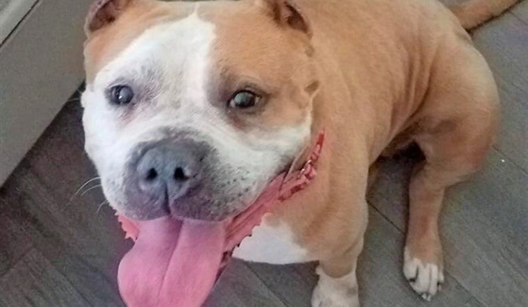 Dogs in Raleigh looking for their furr-ever homes