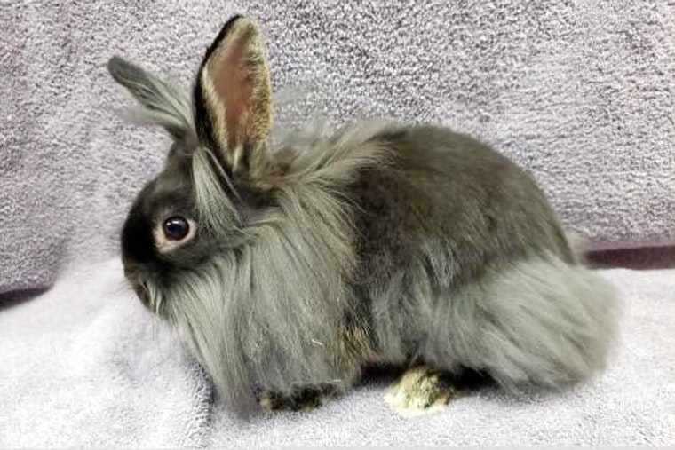 Rabbits in San Diego looking for their furr-ever homes
